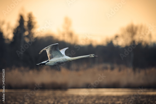 Fototapeta Naklejka Na Ścianę i Meble -  The mute swan (Cygnus olor) takes off from the pond and flies above the water. In the background is a forest and the rising sun. Taken early in the morning before sunrise.