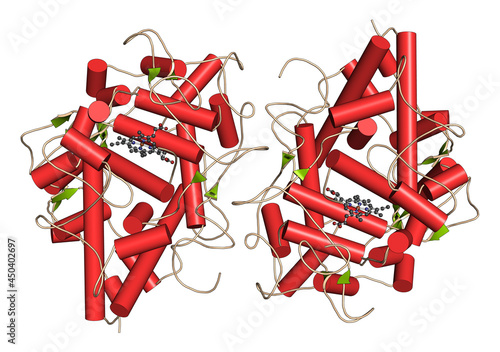 Myeloperoxidase enzyme. 3D Illustration. photo