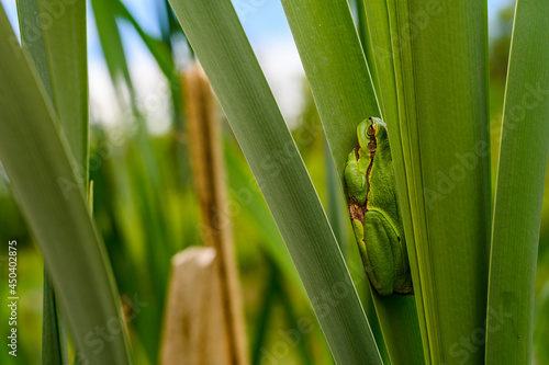 The European tree frog  Hyla arborea  sitting among the leaves of a green cattail. Beautiful little green frog  rare  in its natural habitat.