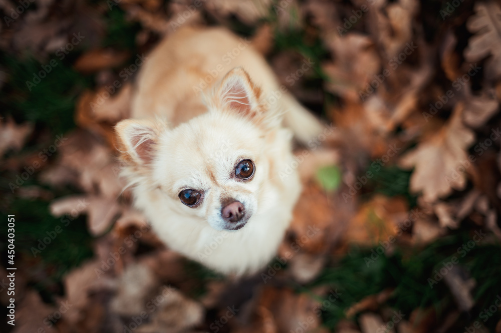 Little cute chihuahua sitting on autumn fallen leaves in the forest and looking up straight into the camera. He has a beige coat and large eyes, shallow depth of field. Little cute chihuahua sitting on autumn fallen leaves in the forest and looking up straight into the camera. He has a beige coat and large eyes, shallow depth of field.