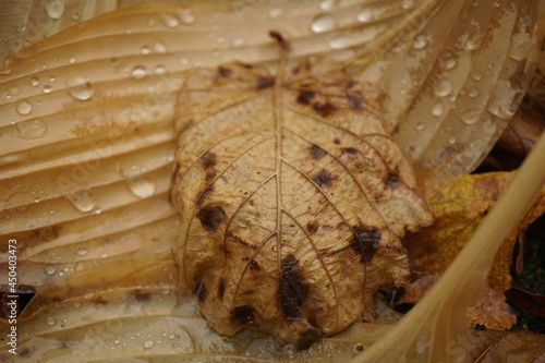 Macro autumn leaf under rain