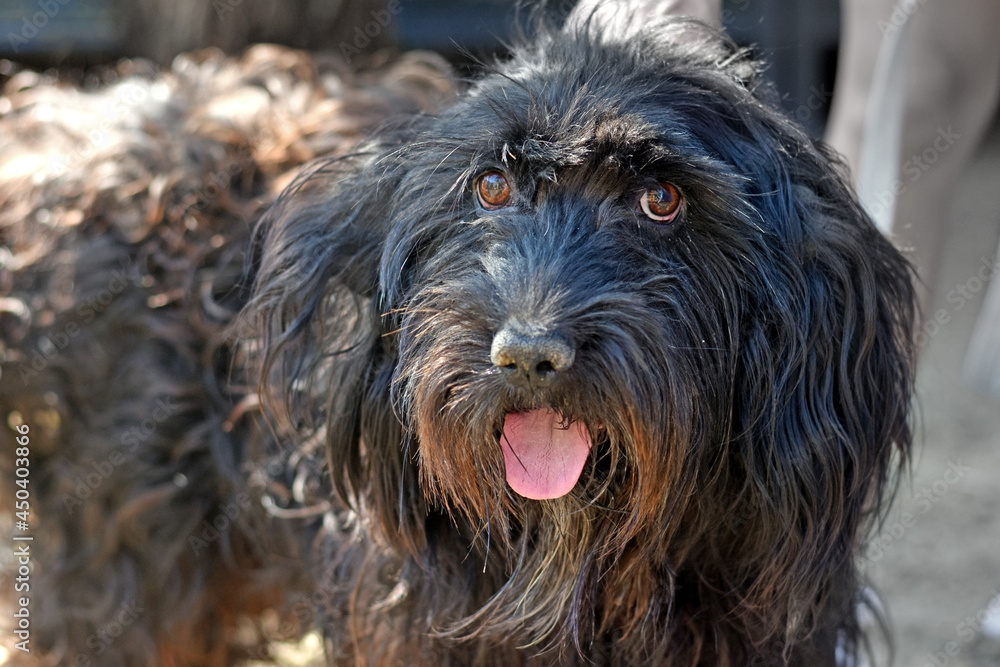 portrait of a very hairy black dog. furry dog