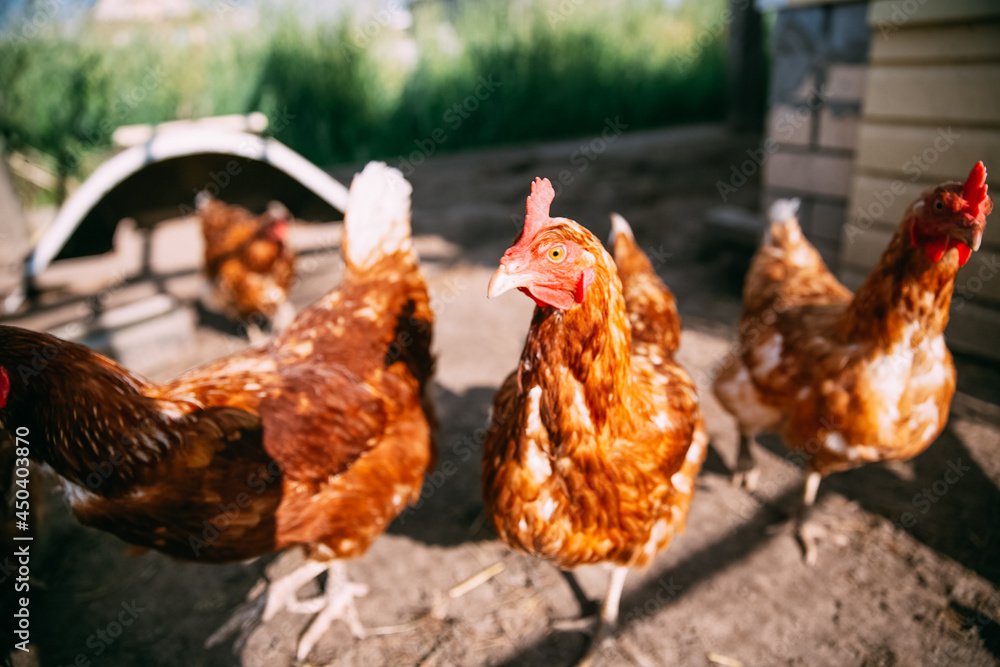 Fototapeta premium Yellow chickens on a walk