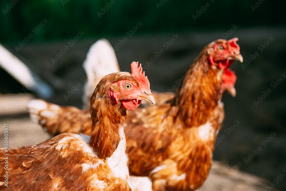 Fototapeta premium Yellow chickens on a walk