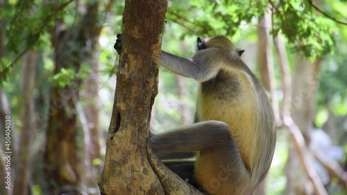 Close up shot of Gray Langoor , Indian monkey sitting on tree in jungle of Junagadh, Gujarat, India photo