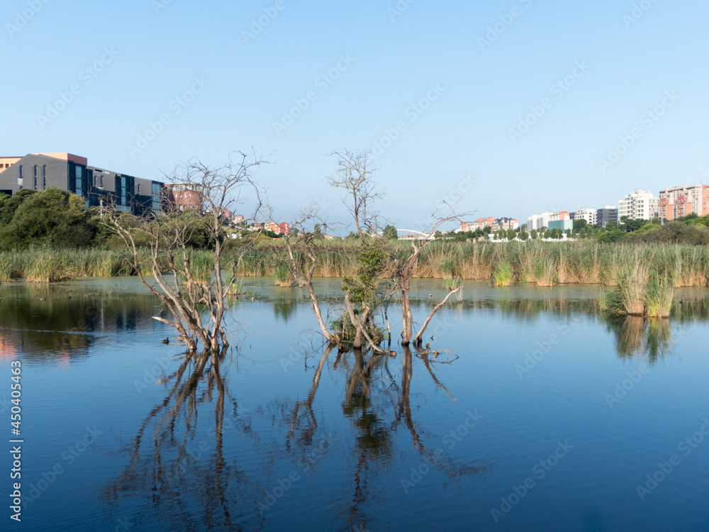 Pond of the Las Llamas Park (Santander).