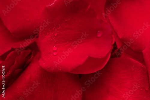 Fototapeta Naklejka Na Ścianę i Meble -  The petals of a rich red rose with shiny drops of water. Defocus.
