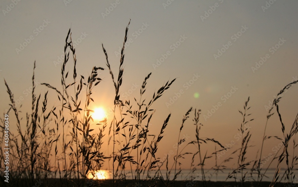 Fototapeta premium a row of grasses at the seawall during sunset with the sun and the sea in the background