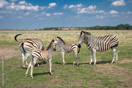 family of zebras grazes in the steppe. four zebras  adults and juveniles  a herd. Pregnant zebra. High quality photo