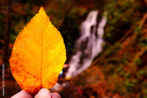 Beautiful Fall Scene With Colored Leaf Close Up Room For Copy