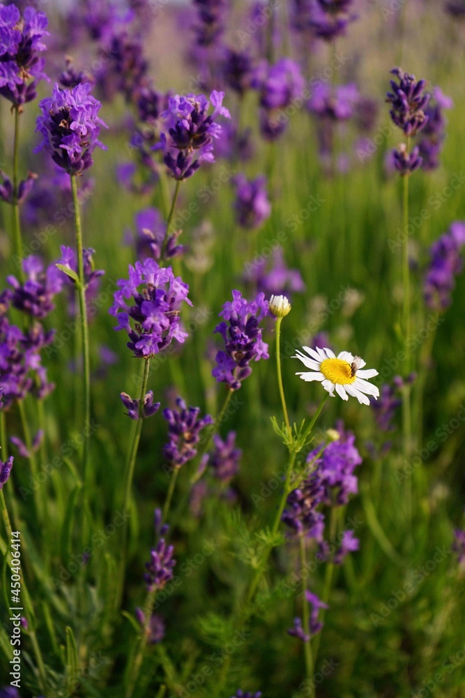 beautiful lavender color Provence Ukrainian beautiful lavender color Provence Ukrainian