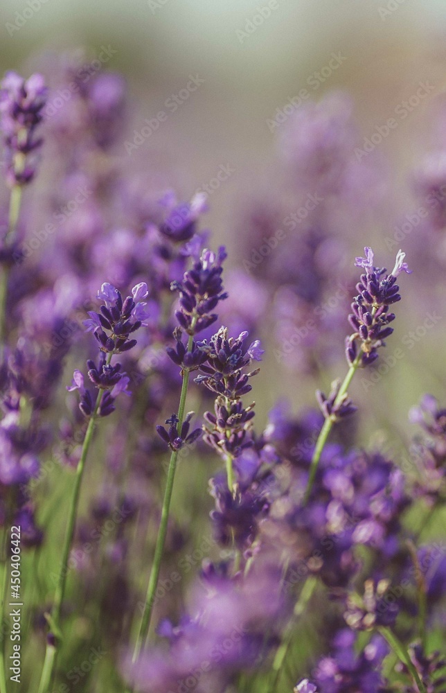 Obraz premium macro photography of lavender