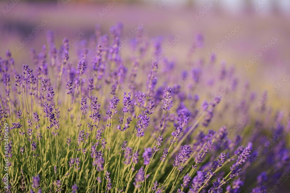 Obraz premium lavender bushes