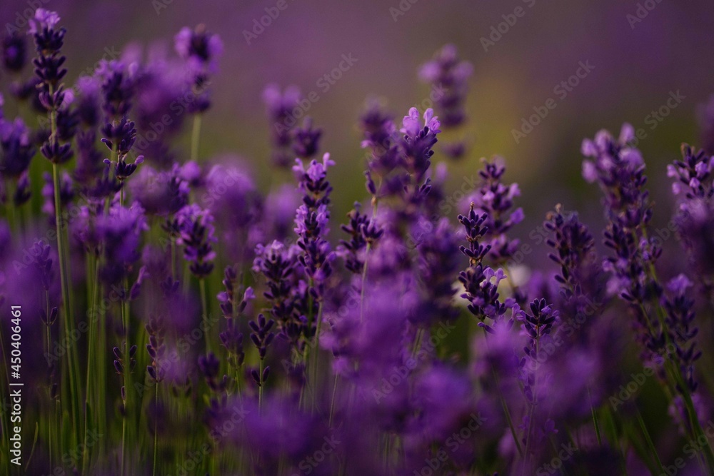 Fototapeta premium deep burgundy lavender at sunset