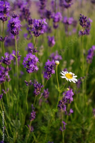 beautiful lavender color Provence Ukrainian