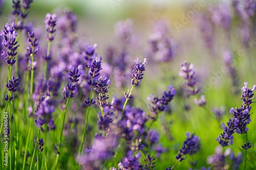 macro photography of lavender