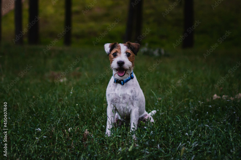 Cute Parson Russell Terrier in the Park