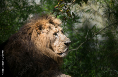 Fototapeta Naklejka Na Ścianę i Meble -  Portrait of wild lion in a zoologic park