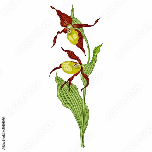 Blooming branch of a Lady's slipper flower. Wild orchid. Cypripedium calceolus. Isolated vector illustration. 
