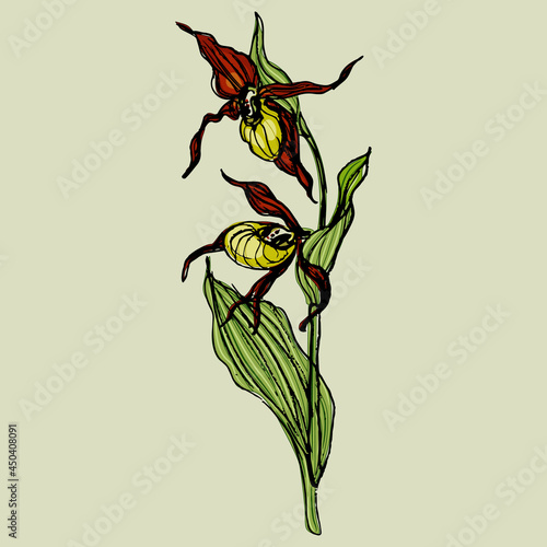 Blooming branch of Lady's slipper flower. Wild orchid. Cypripedium calceolus. Hand drawn colorfrul sketch.