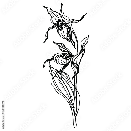 Blooming branch of Lady's slipper flower. Wild orchid. Cypripedium calceolus. Hand drawn linear rough sketch. Black silhouette on white background. 