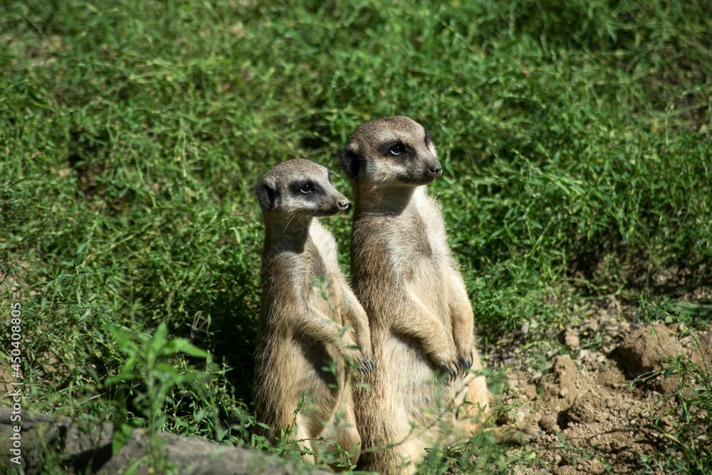 Fototapeta premium Portrait of two meerkats standing on the land
