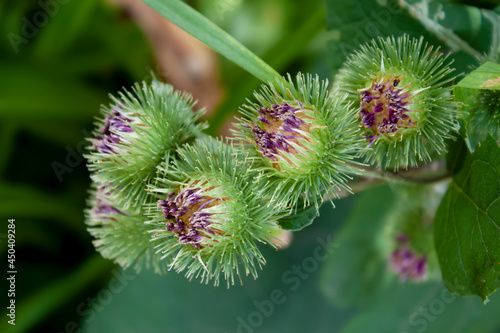 The flowers of the medicinal plant burdock (Arctium lappa) begin to bloom, close-up, the green background of the leaves of this plant