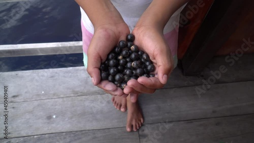 Boy hand and fresh acai berries fruit close up during harvest in the amazon rainforest, Brazil. Selective focus. Concept of food, biodiversity, environment, ecology, agriculture, harvest, nature.   photo