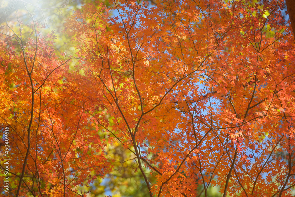 Forest with golden yellow leaves in autumn