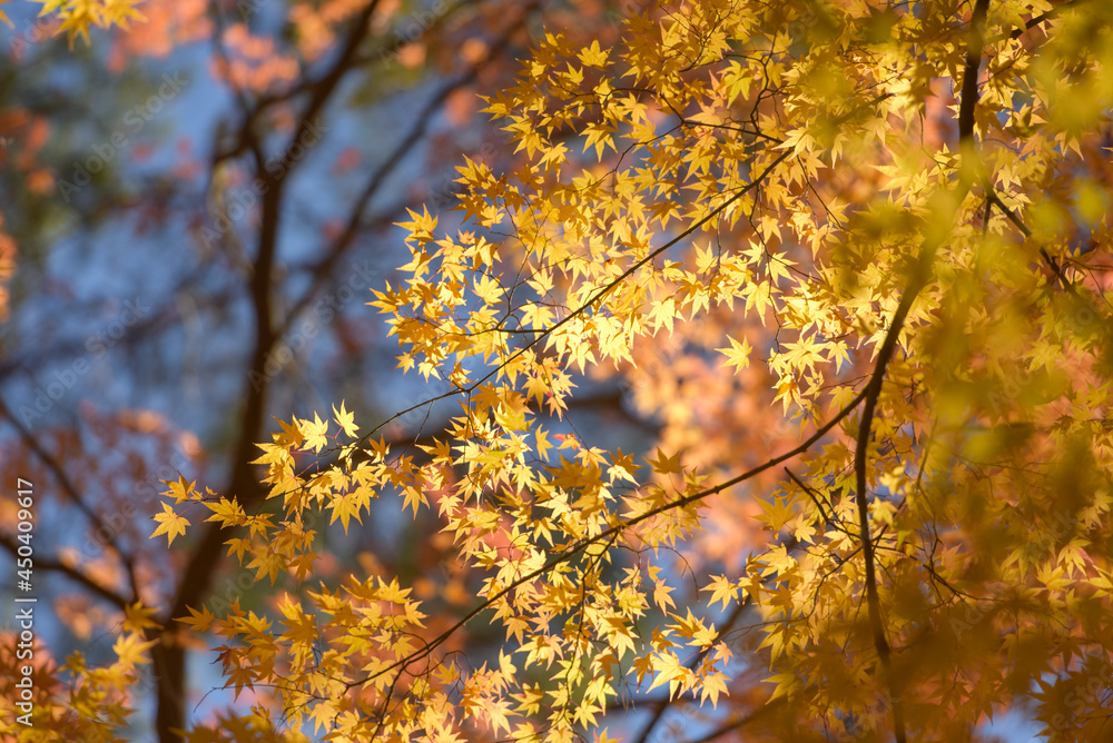 Forest with golden yellow leaves in autumn Forest with golden yellow leaves in autumn