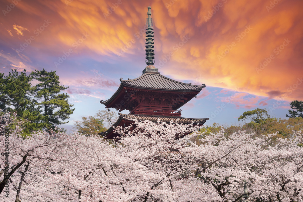 Pretty and lovely pink cherry blossoms wallpaper background Pretty and lovely pink cherry blossoms wallpaper background