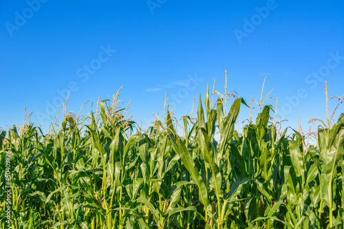 A bright corn maize field in the summer with a blue sky background