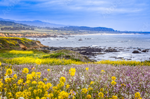 Blooming meadow with wildflowers in front of the Pigeon Point lighthouse, California © Martina
