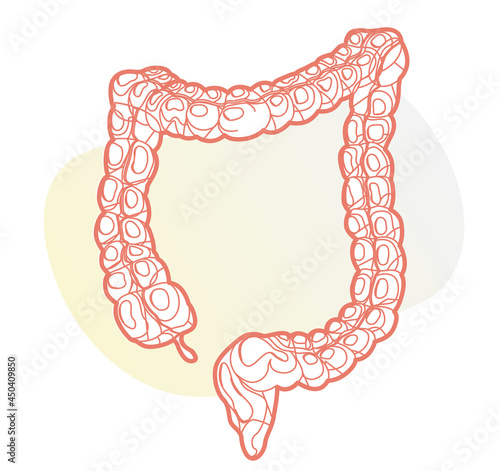 Large Intestine - Stock Illustration