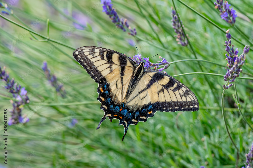 Fototapeta premium Closeup of a Canada tiger swallowtail butterfly pollinating a lavender flower - Michigan
