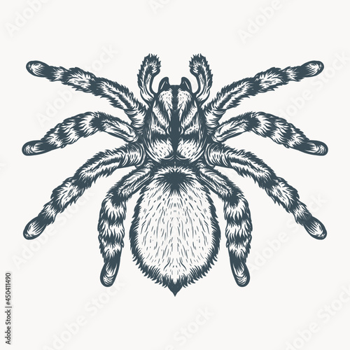Tarantula hand drawn illustration Premium Vector 