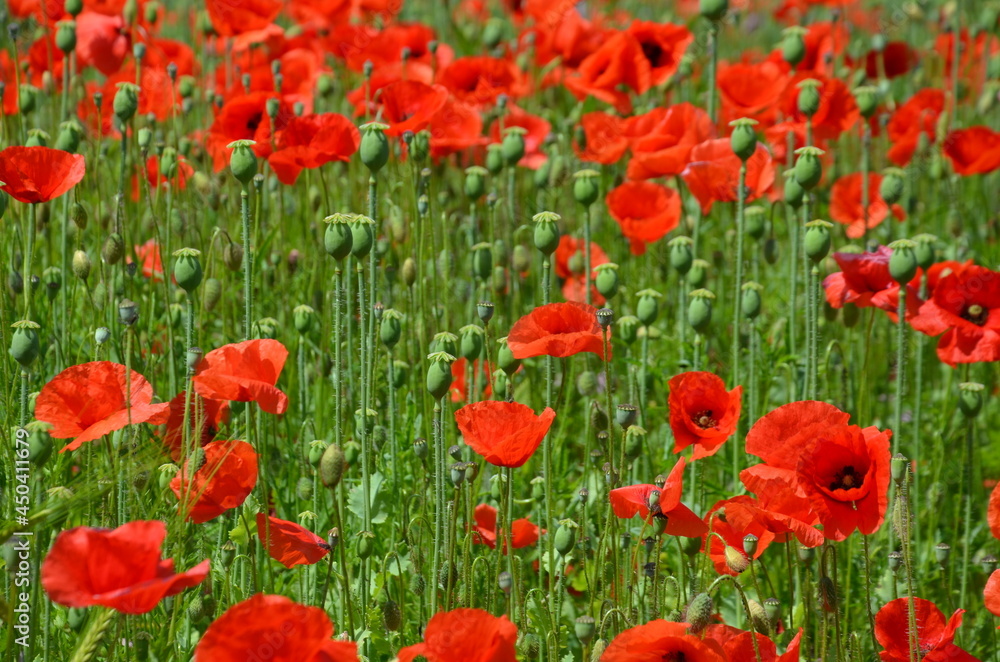 red poppies on the meadow in summer, red poppies
