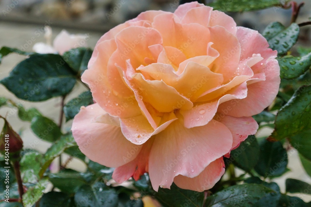 Rose Rose
