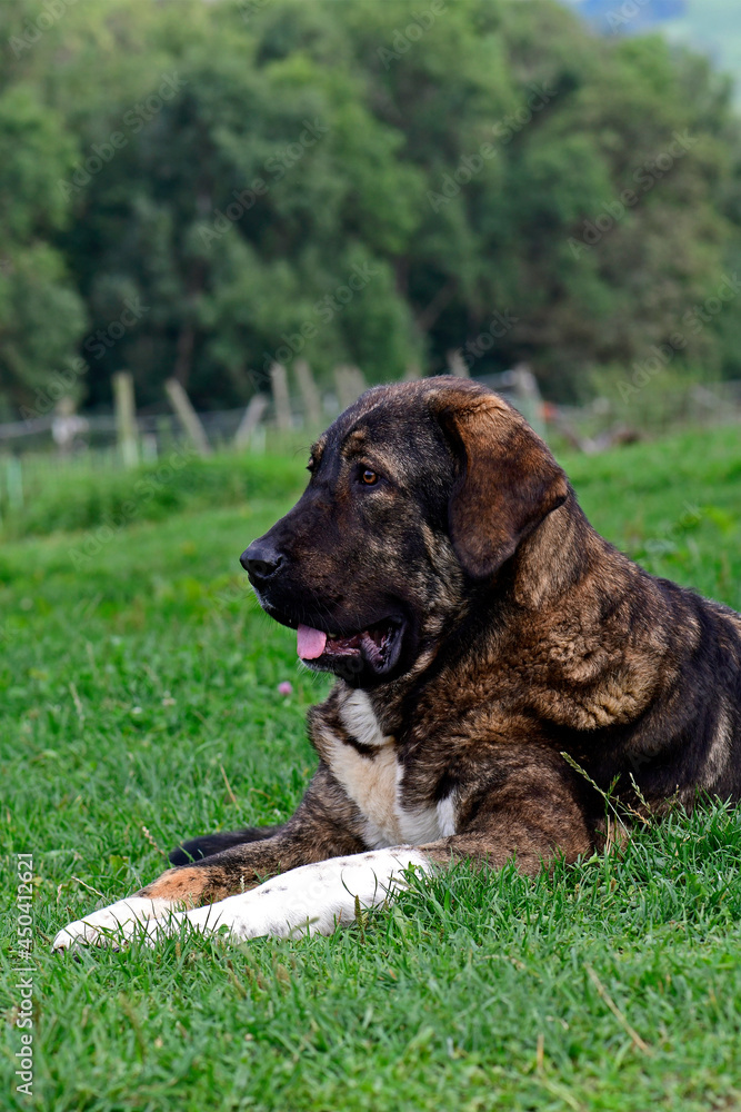 Spanischer Mastiff, Mastino / Mastín Español / Spanish Mastiff - Herdenschutzhnd Spanischer Mastiff, Mastino / Mastín Español / Spanish Mastiff - Herdenschutzhnd