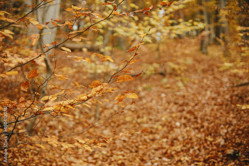 Beautiful beech tree branches with yellow leaves in fall forest. Beautiful autumn woods in mountains. Autumnal background. Space for text Beautiful beech tree branches with yellow leaves in fall forest. Beautiful autumn woods in mountains. Autumnal background. Space for text