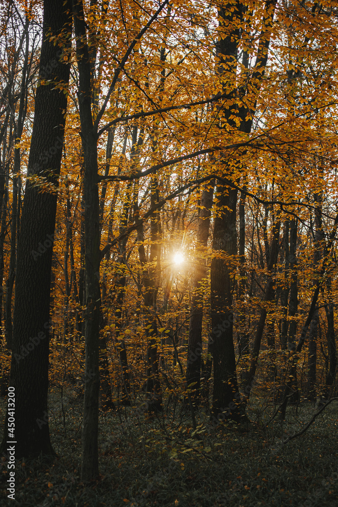 Beautiful sunset light in autumn woods. Autumnal background. Beautiful autumn trees with yellow leaves in sunny fall forest. Travel and hiking in autumn mountains