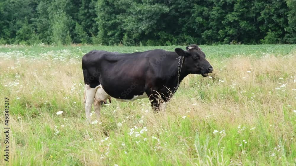 Black spotted cow grazing in the meadow. Milk cows eating long grass on beautiful field. Farm and Agriculture concept. 4k resolution video. Black spotted cow grazing in the meadow. Milk cows eating long grass on beautiful field. Farm and Agriculture concept. 4k resolution video.