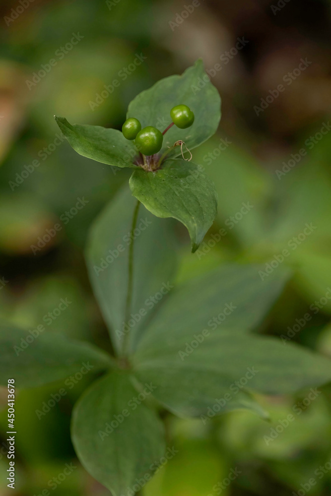 Indian Cucumber-root Indian Cucumber-root