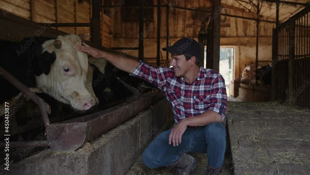 A farmer strokes a cow standing in a stable A farmer strokes a cow standing in a stable
