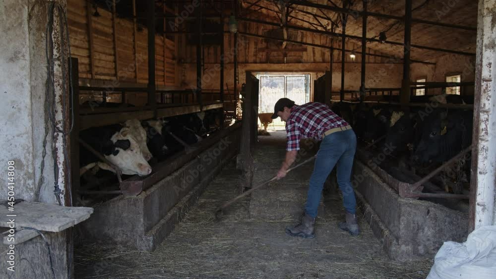 The farmer cleans the cows in the stable The farmer cleans the cows in the stable