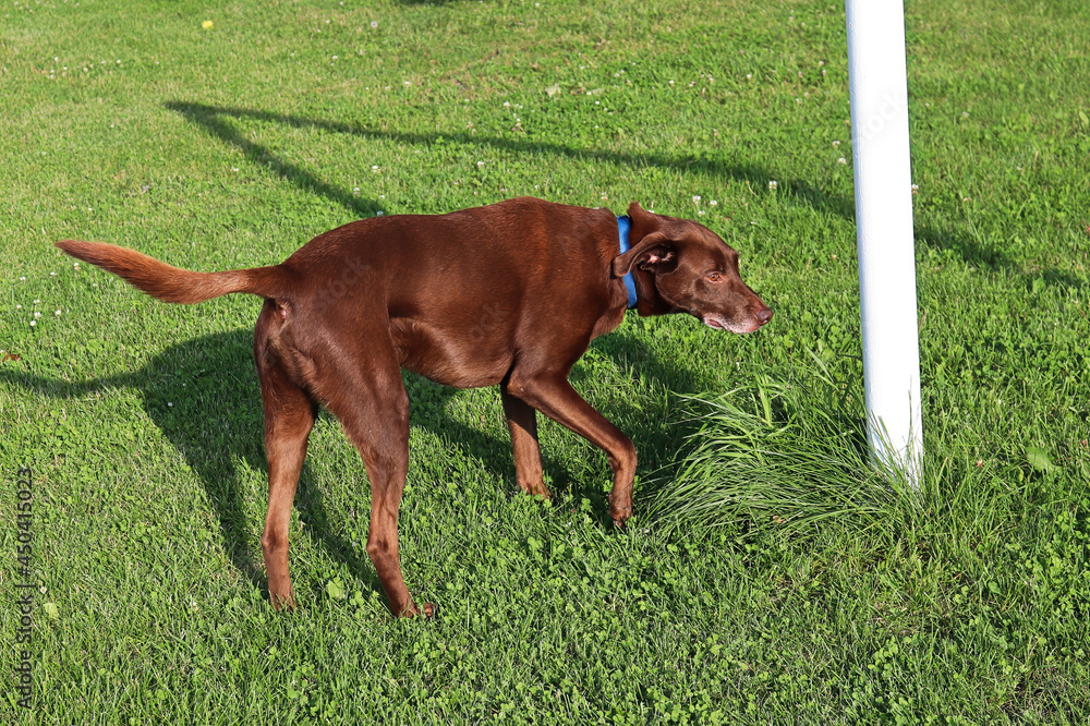 A dog sniffing a white goal pole in a grassy green park