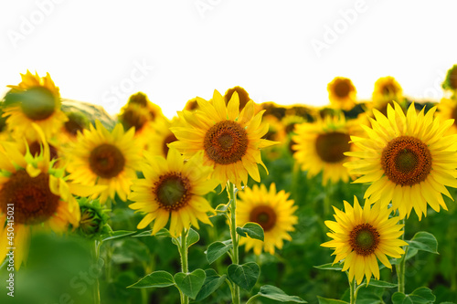 Fototapeta Naklejka Na Ścianę i Meble -   field of sunflowers, sunflowers in the field, sunflower field in summer