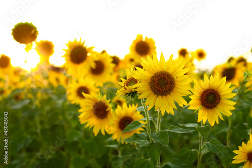  field of sunflowers  sunflowers in the field  sunflower field in summer