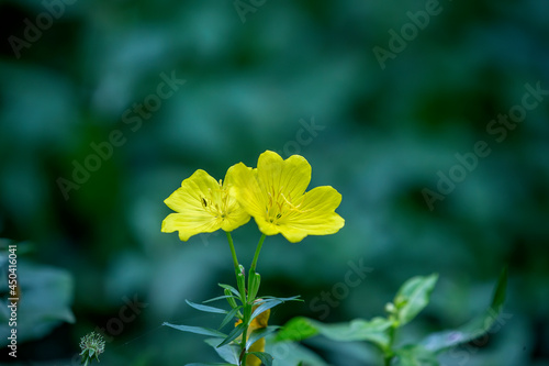 The yellow flower in the wood