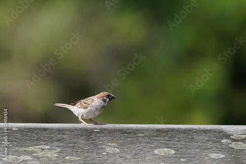 sparrow on the handrail